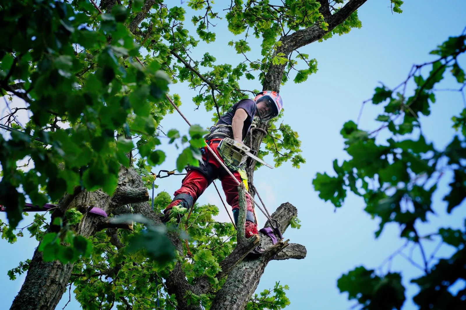 Roped climber pruning a mature oak with a chainsaw high in the canopy