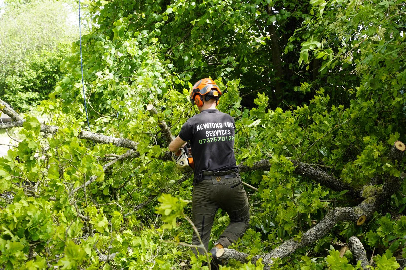 Arborist cutting up a fallen oak and clearing the brash from the site