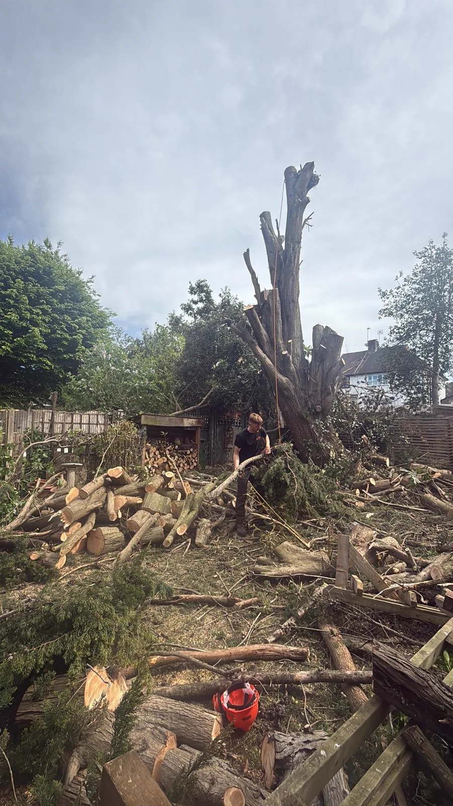 Felled conifer cut into logs and stacked ready for removal from a back garden