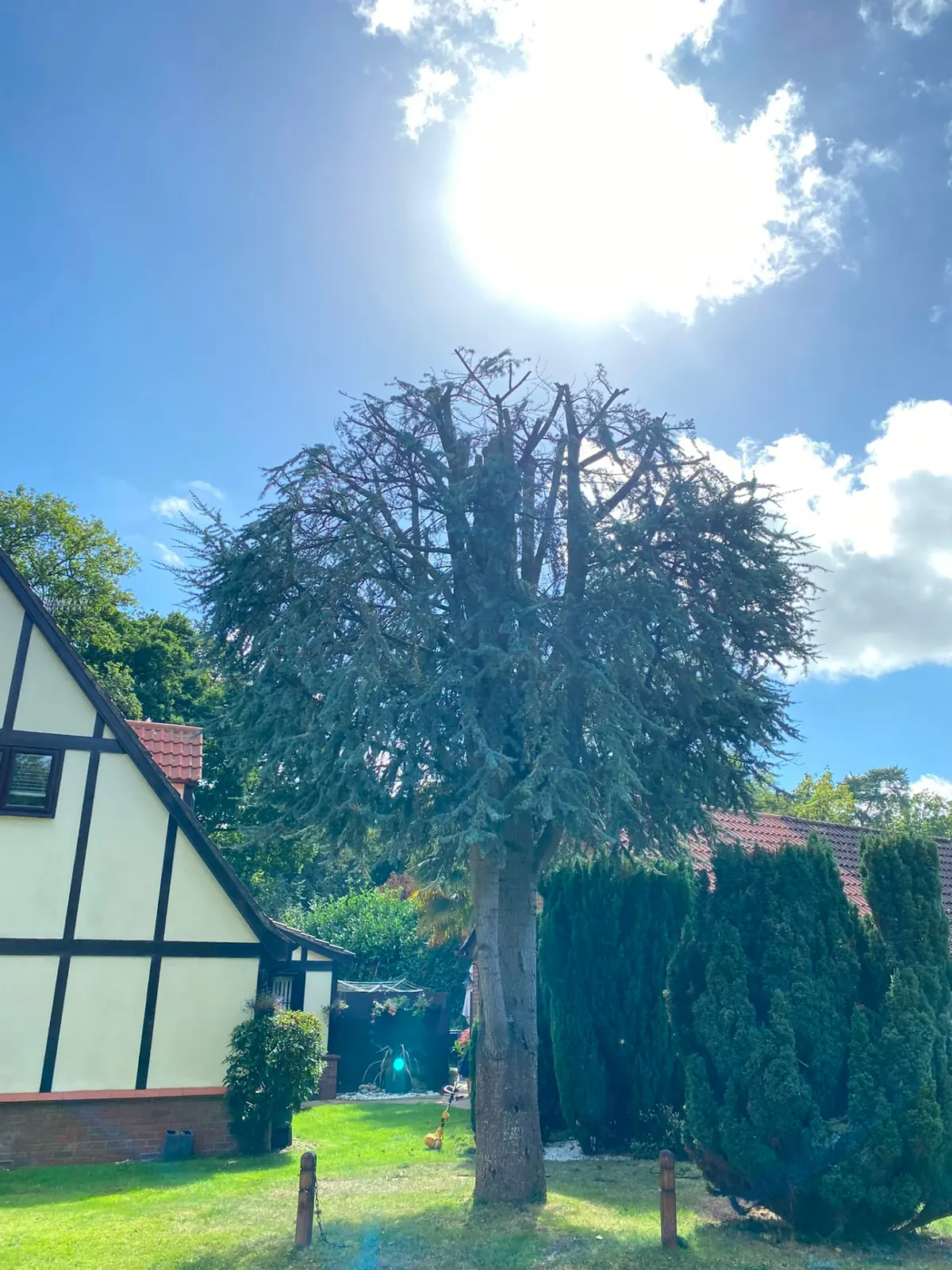 Tall cedar reshaped and lifted clear of a cottage roof line after a crown reduction by Newton's Tree Services