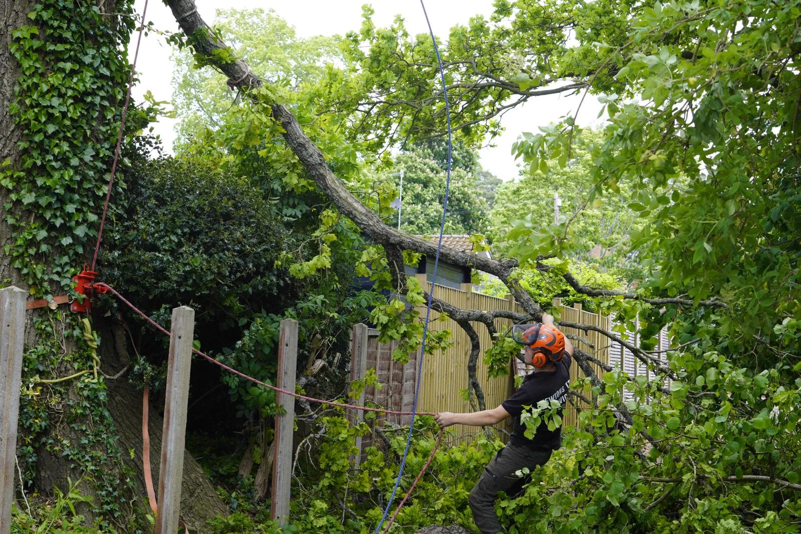 Heavy limb rigged with rope and pulley so it can be lowered clear of a fence and shed