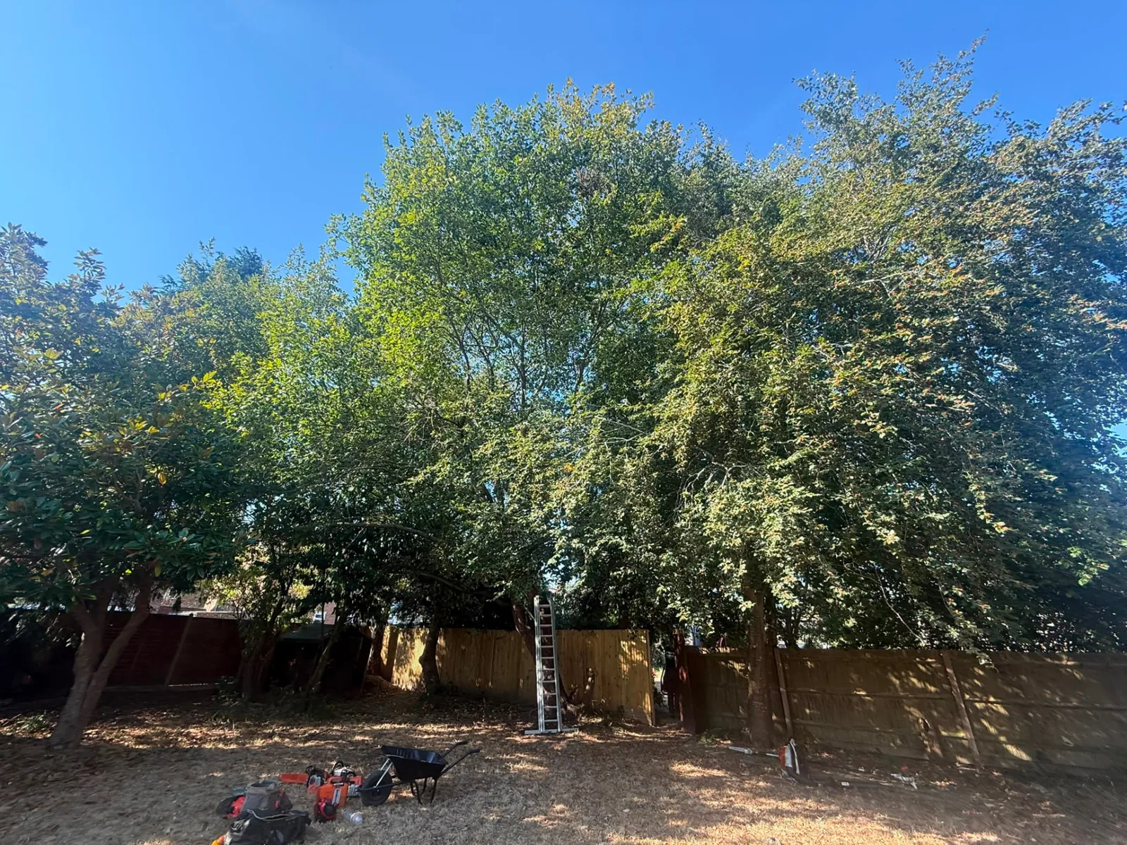 Overgrown boundary trees before tree surgery by Newton's Tree Services in Surrey