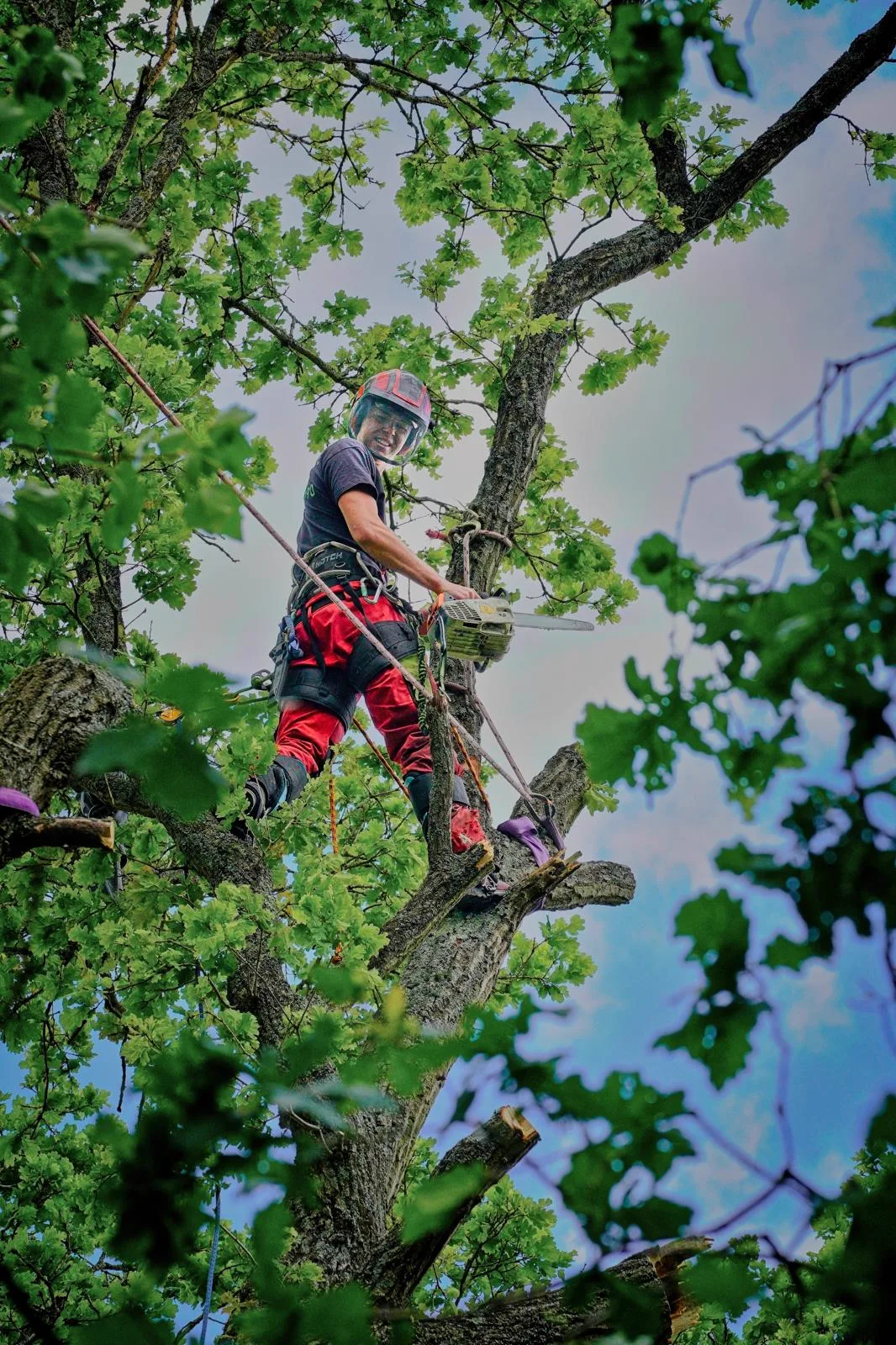 Qualified climber working in the crown of an oak in full leaf