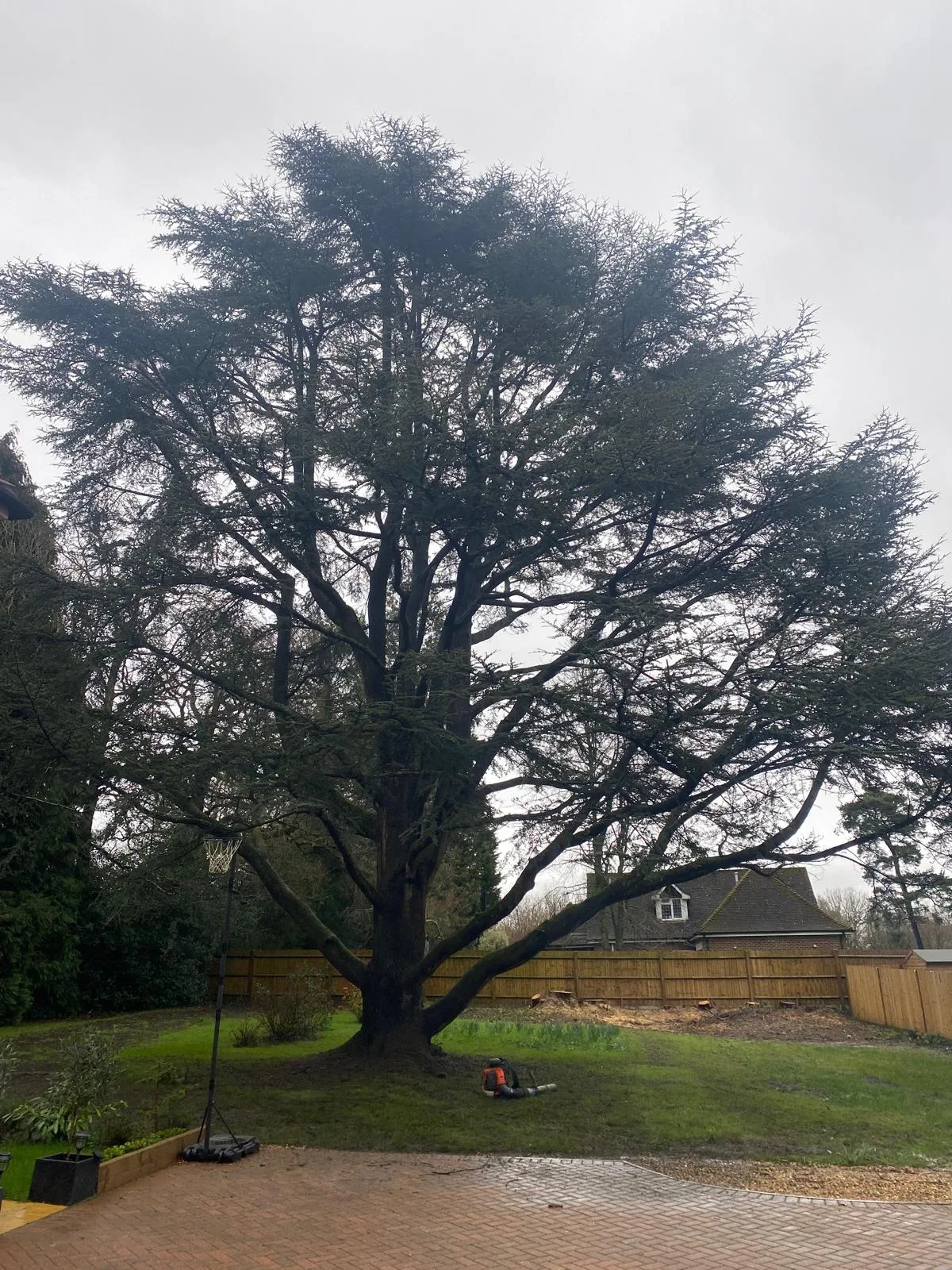 Large mature cedar in a garden after crown thinning, with light showing through the canopy
