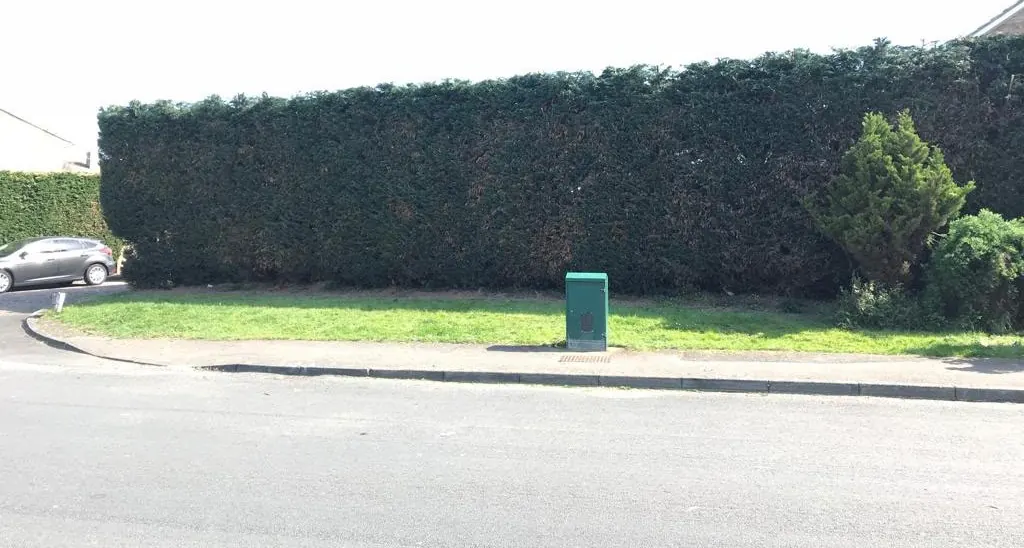 Long roadside conifer hedge trimmed level and square along a grass verge in Surrey