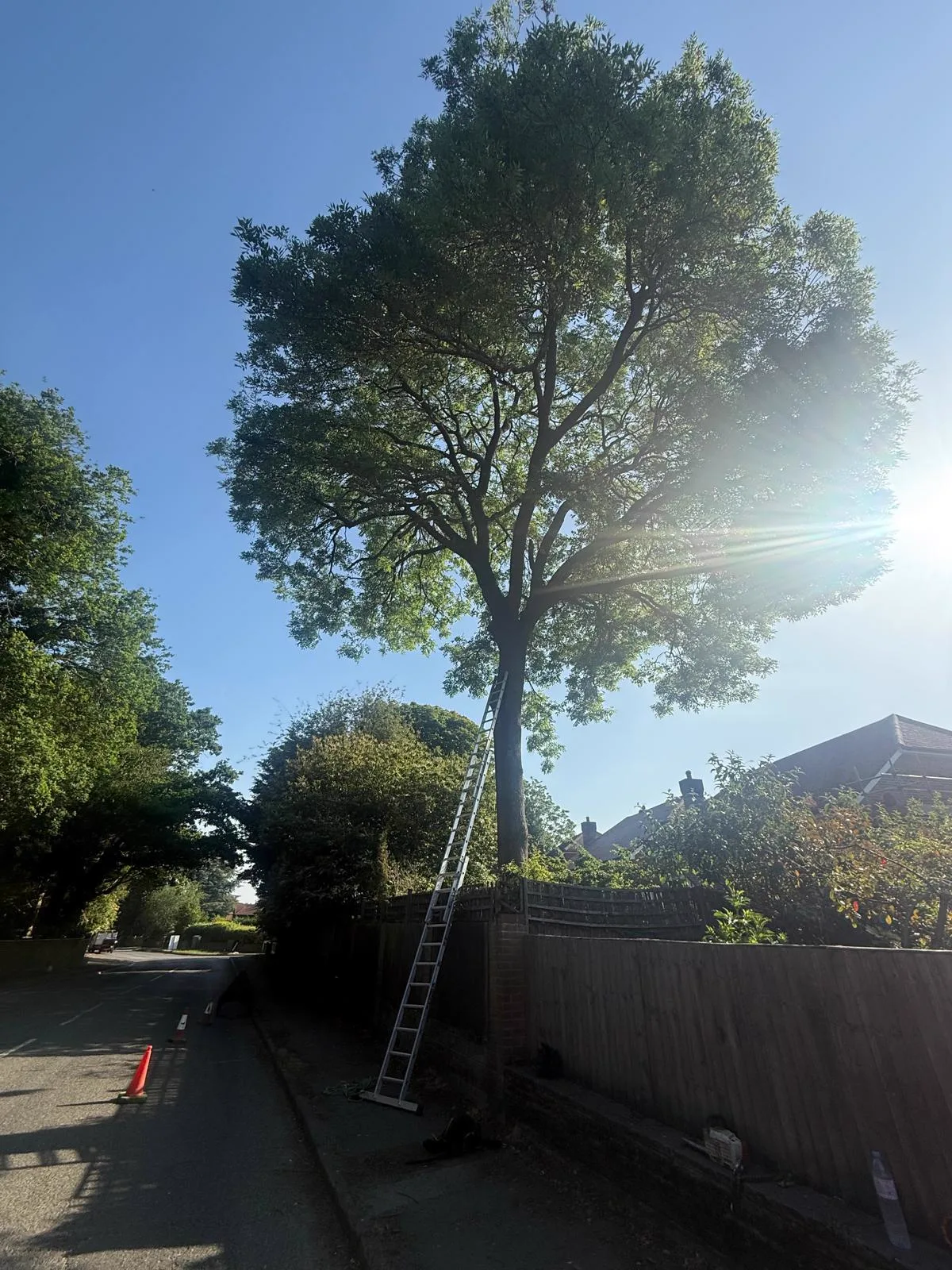 Roadside ash tree with its lower limbs removed, lifting the canopy clear of the pavement