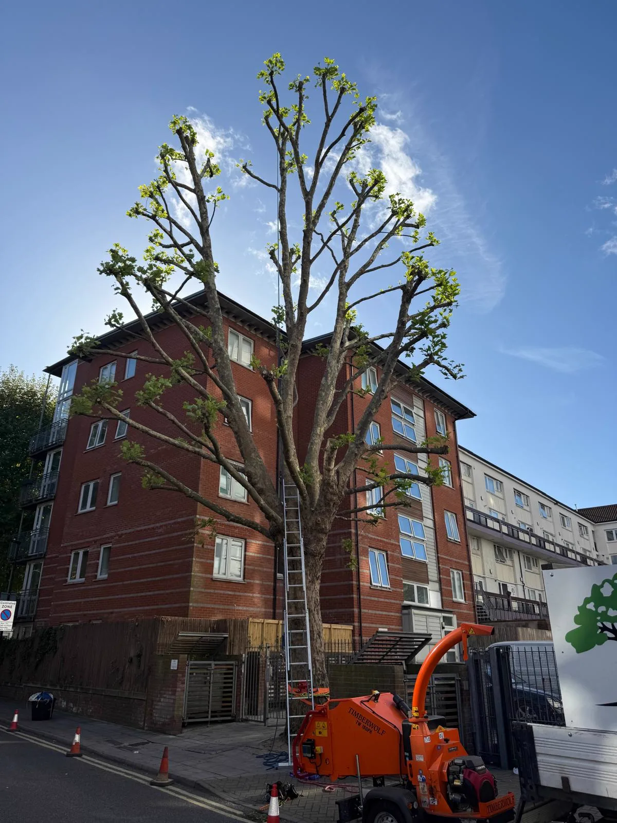 Large street tree cut back to a compact framework of stems after pollarding